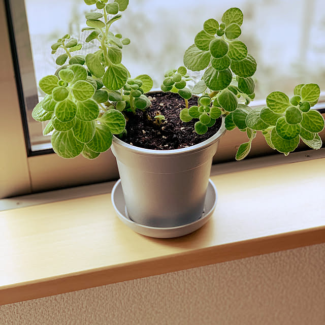 観葉植物/部屋全体のインテリア実例 - 2022-03-06 15:16:40