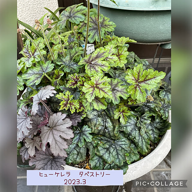 buchiさんの実例写真