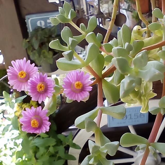 mariagardenさんの実例写真