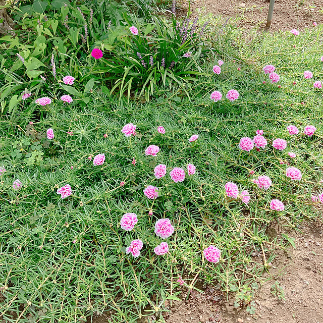 pineappleさんの部屋