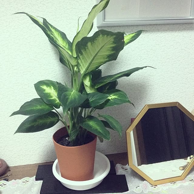 diteclaimさんの実例写真