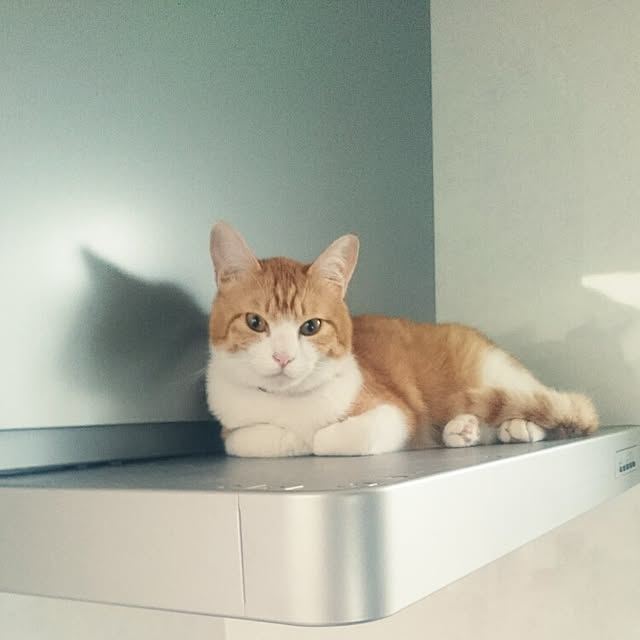 tomoさんの実例写真