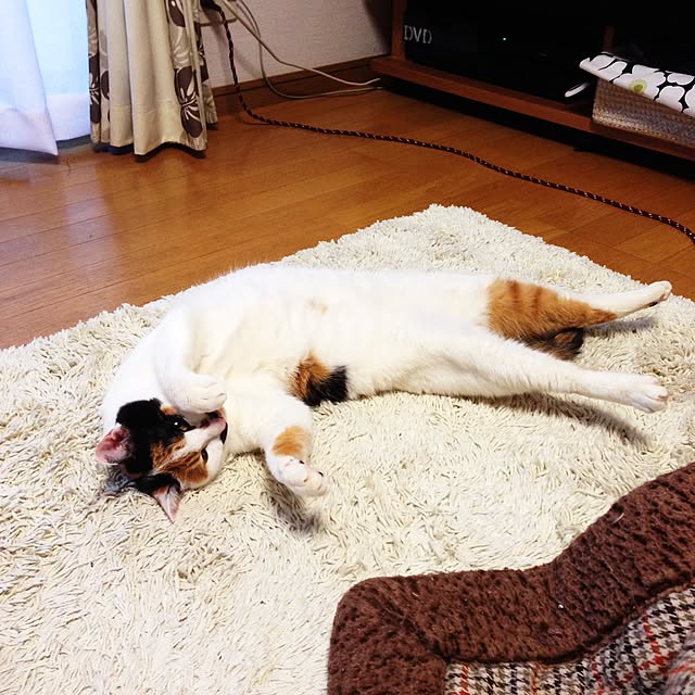 Kinanさんの実例写真