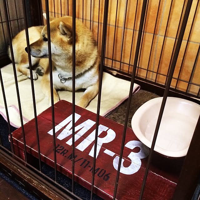 Gingaさんの実例写真