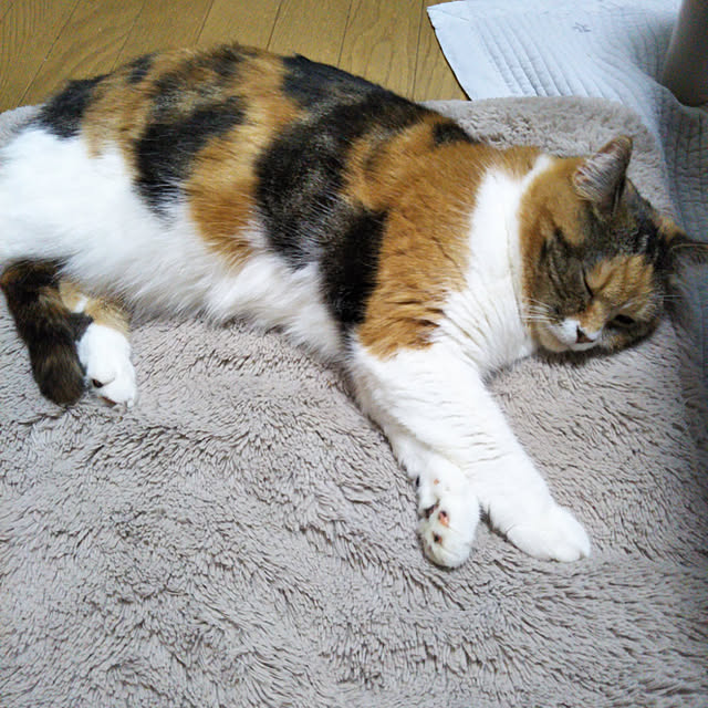 yukieさんの実例写真