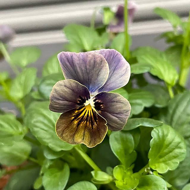 shiropenguinさんの部屋