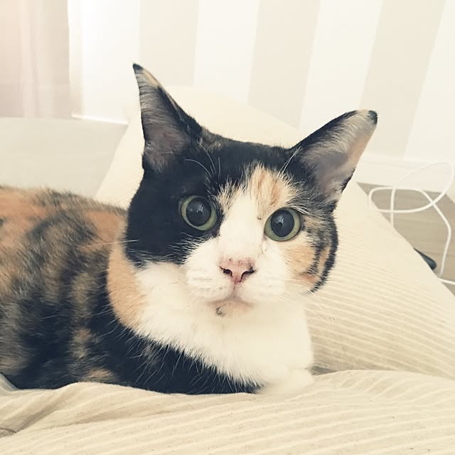 pomuriさんの実例写真