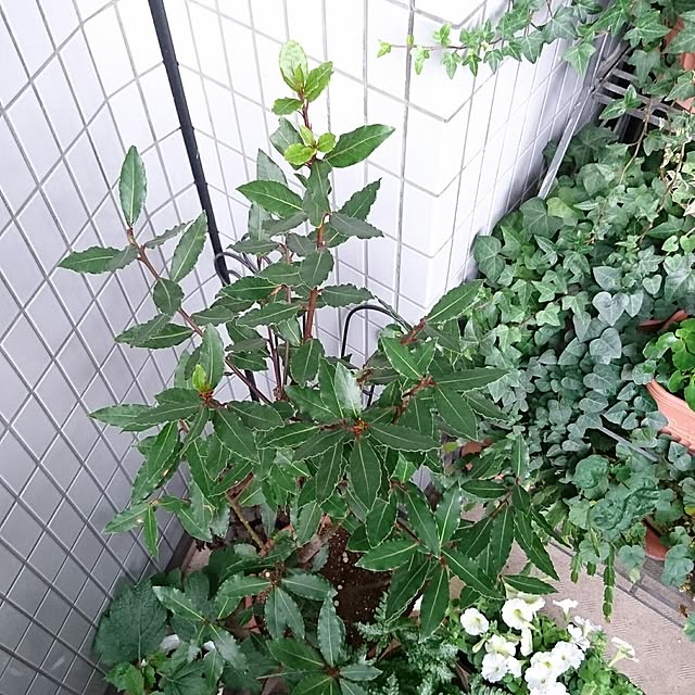 misaさんの実例写真