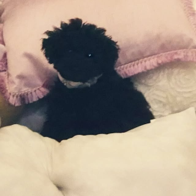 junhimeさんの実例写真
