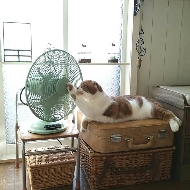 mikiさんの実例写真