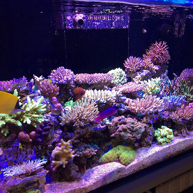aquarium_seaさんの実例写真