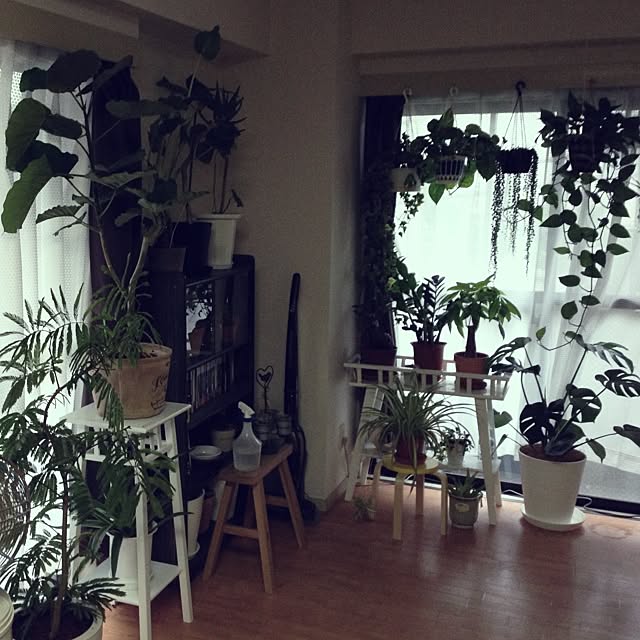 観葉植物のインテリア実例 - 2013-06-20 17:06:04