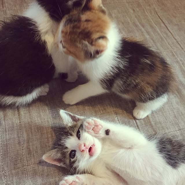 mihoさんの実例写真