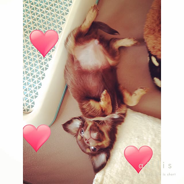cookie_houseさんの実例写真