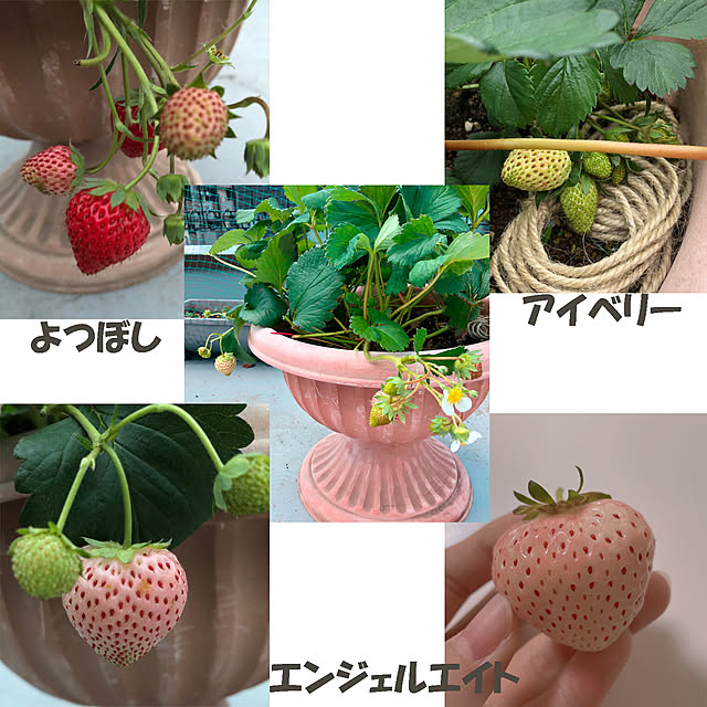KirinPandaさんの実例写真