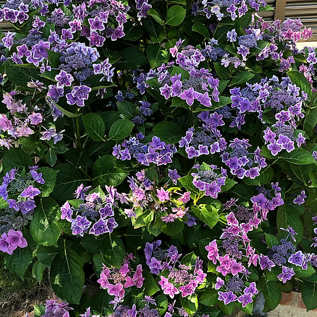 rl-t.kayanoさんの実例写真