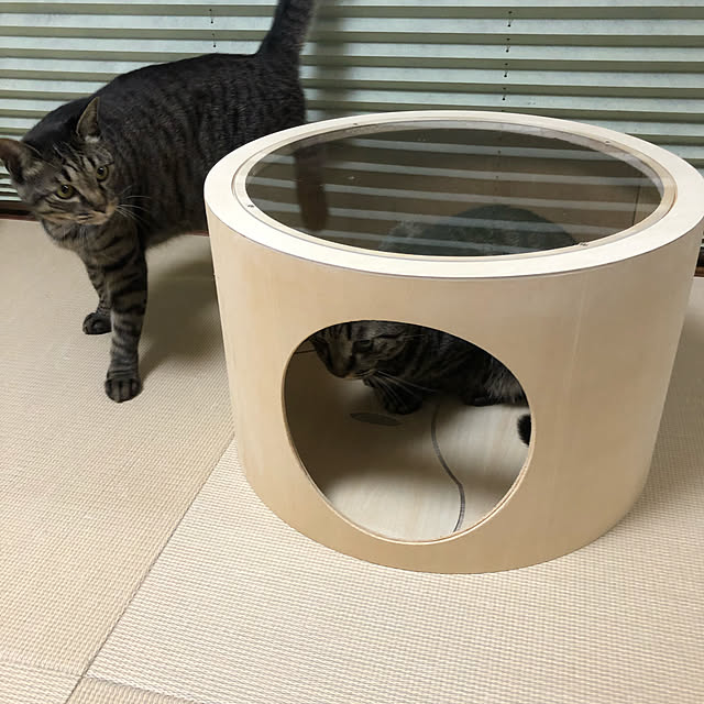 softさんの実例写真