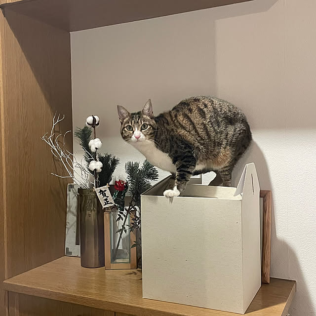 nobikoさんの部屋