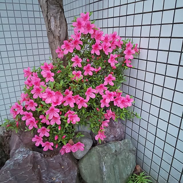 kumimmyさんの実例写真