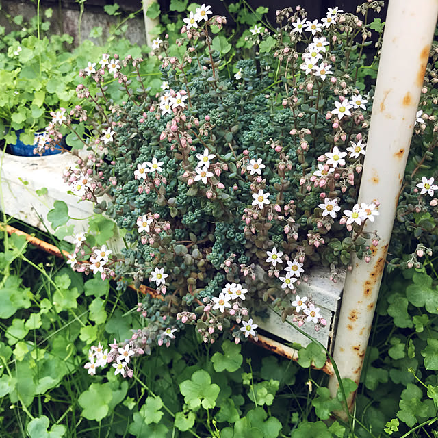 kokko3さんの実例写真