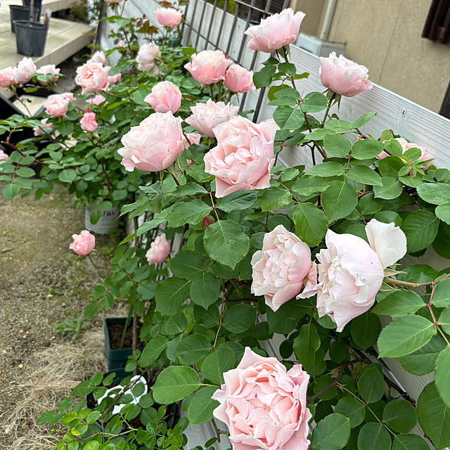 choさんの実例写真
