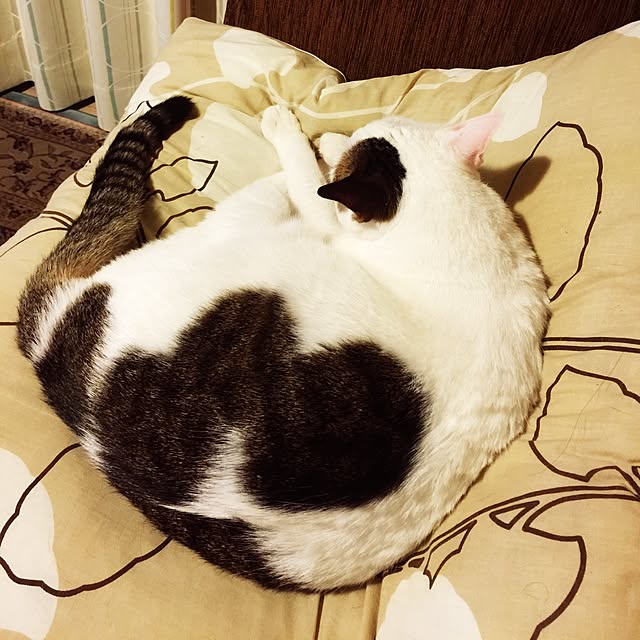 coedodecoさんの実例写真