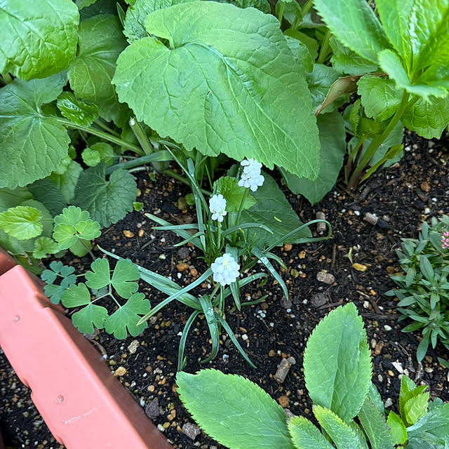 mamizaさんの実例写真