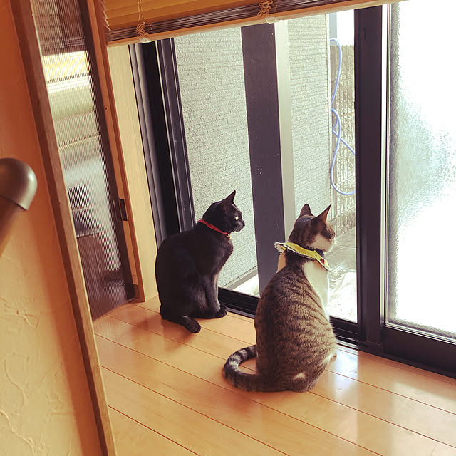 jijiさんの実例写真