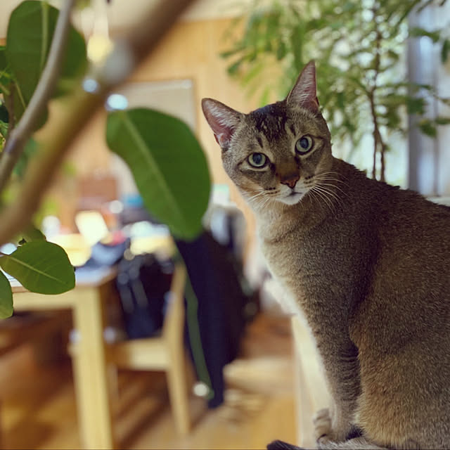 kikiさんの実例写真