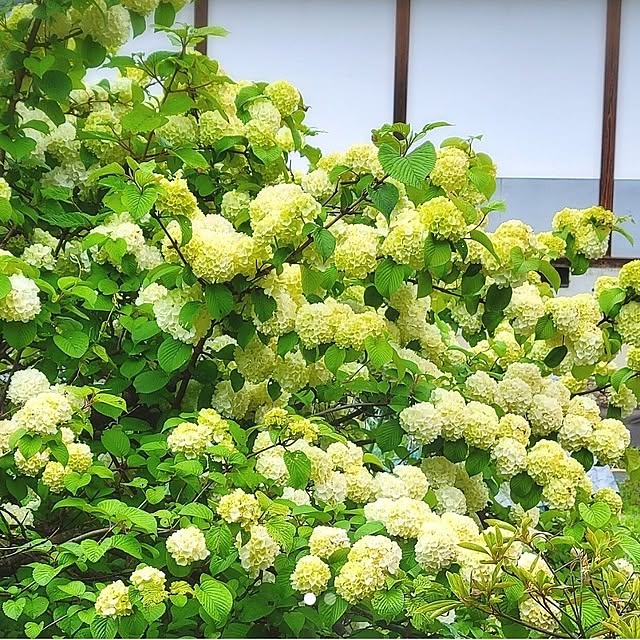cherrycherryさんの部屋