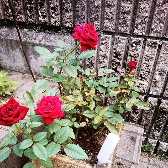 kurochan1109さんの実例写真