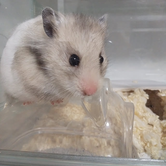 yukieさんの実例写真