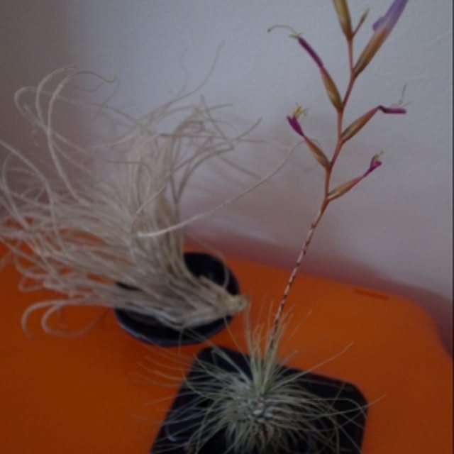 棚/植物のインテリア実例 - 2015-01-21 10:30:41