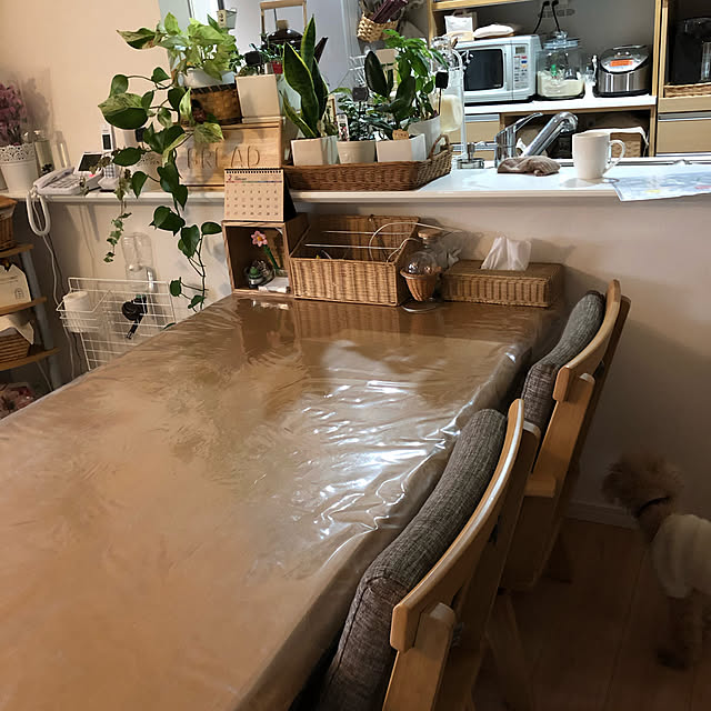 観葉植物/ダイソー/ナチュラル/雑貨/100均...などのインテリア実例 - 2020-02-26 18:28:04