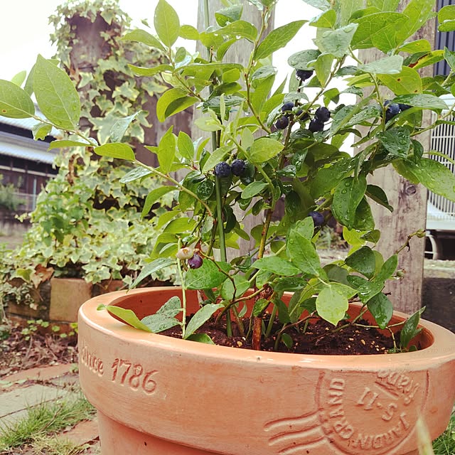 honohonoさんの実例写真