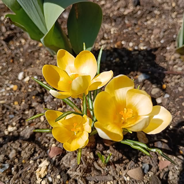 chidorinさんの実例写真