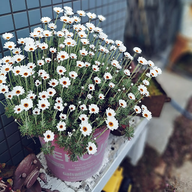 haxtusi301さんの実例写真