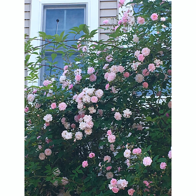 Claraさんの実例写真