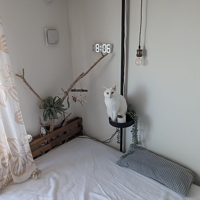 necoさんの部屋