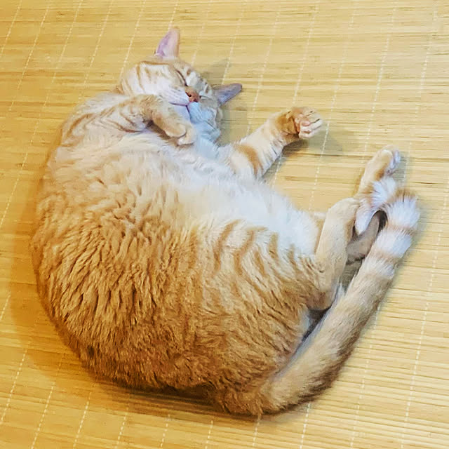 tututu0204さんの実例写真