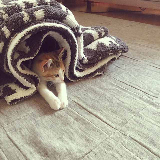 mihoさんの実例写真