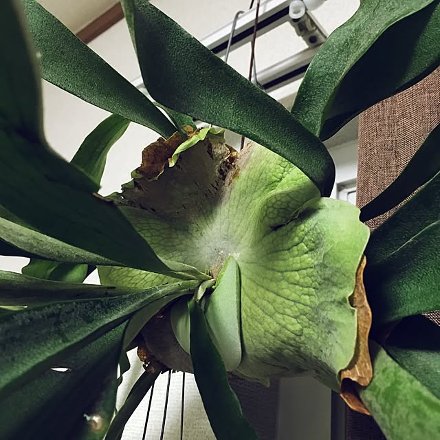 chanさんの実例写真