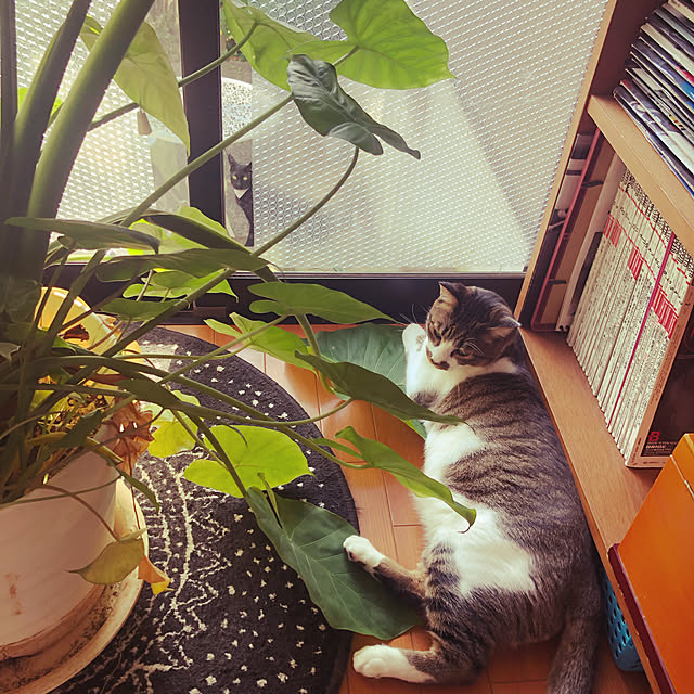 jijiさんの実例写真