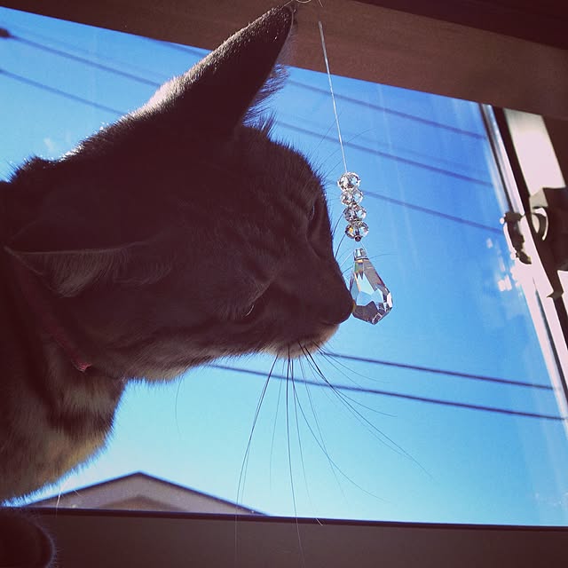 kokedamaさんの実例写真