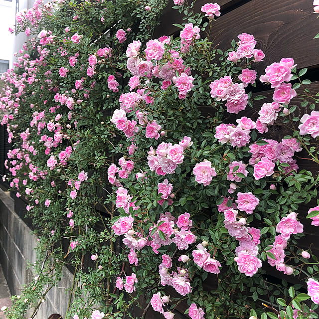 bibianさんの実例写真