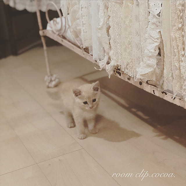 Amour_de_coeurさんの実例写真