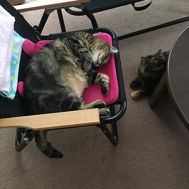 mikomaruさんの実例写真