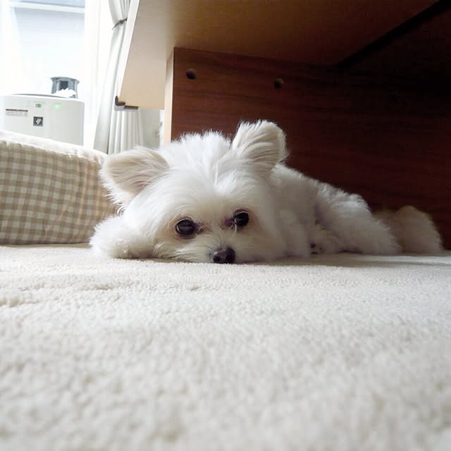 ksyanさんの実例写真