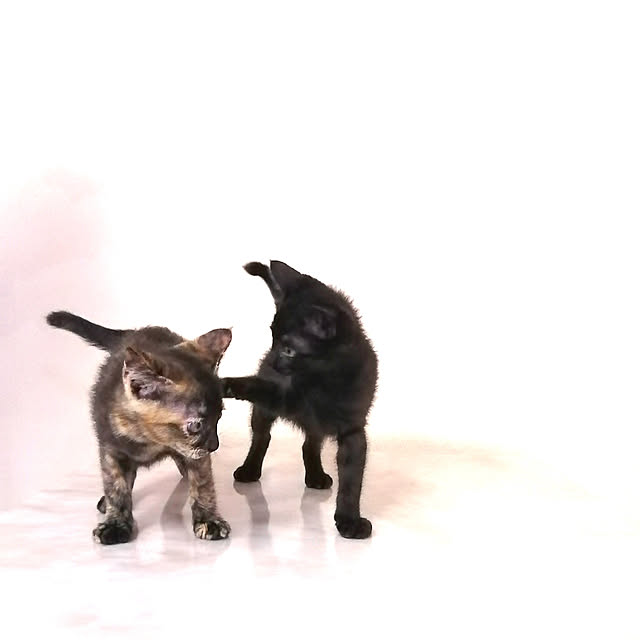 kikufujiさんの実例写真