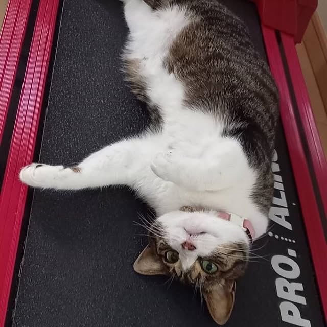 civicglさんの部屋